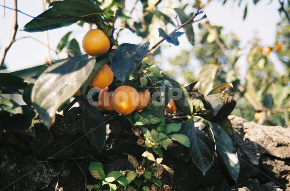 제주도,감,가을,식물,persimmon,jeju,필름,필름사진,film,과일,열매,fruit
