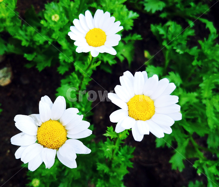 계란후라이꽃,개망초,꽃말,화해,선명,꽃,들꽃,귀여운,아기자기,식물,plant,blossom,식물,자연,plants,nature,꽃,flower