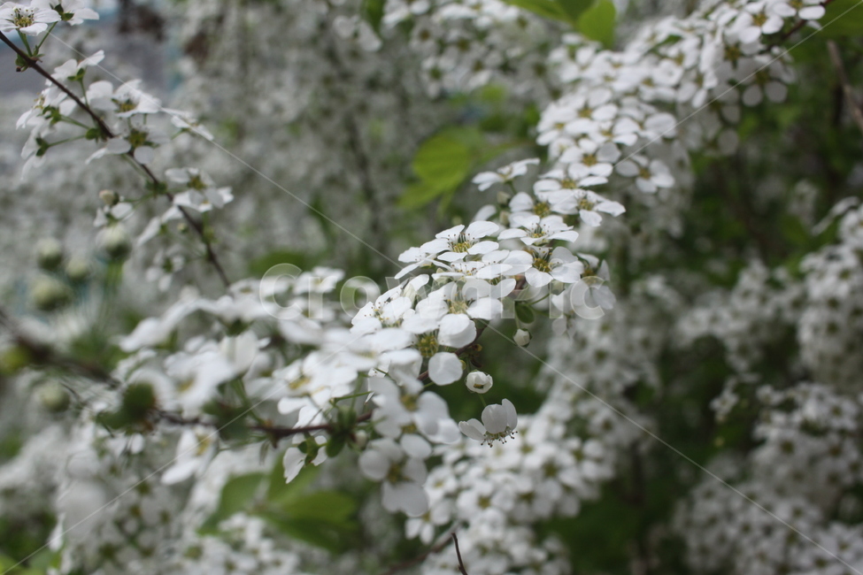plant,식물,꽃,flower,조팝나무