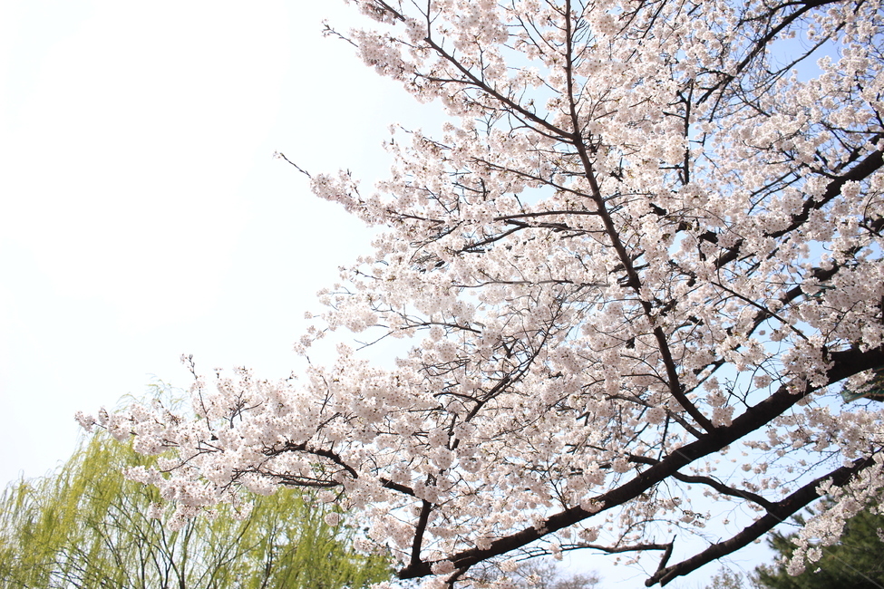꽃,산책,풍경,봄,spring,flower,tulip,cherryblossom,stroll,park