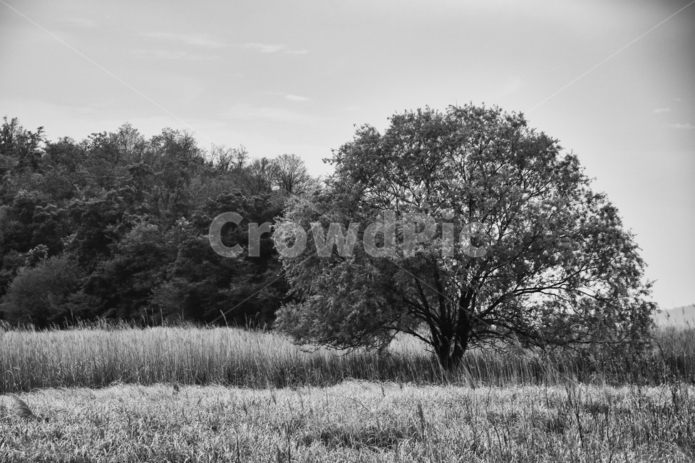 억세,나홀로나무,감성,풍경,자연,자연,풍경,nature,landscape,식물,plants,나무,trees,wood,흑백,모노톤,monochrome,black and white,outdoors,옥외,tree,plant