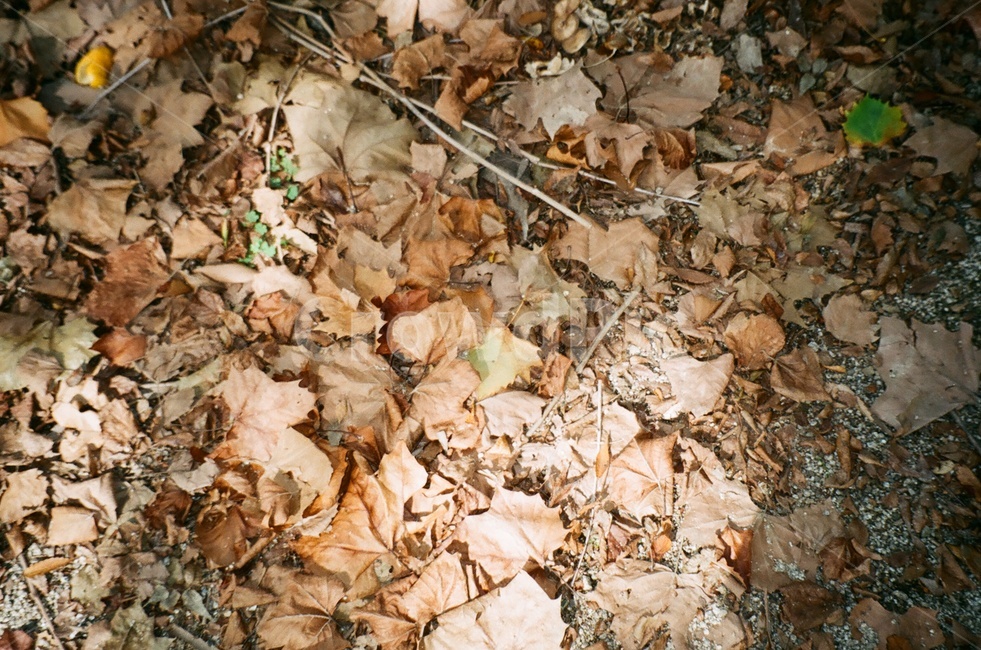 가을,낙엽,갈색,나뭇잎,필름사진,가을,계절,fall,autumn,season,ground,바닥