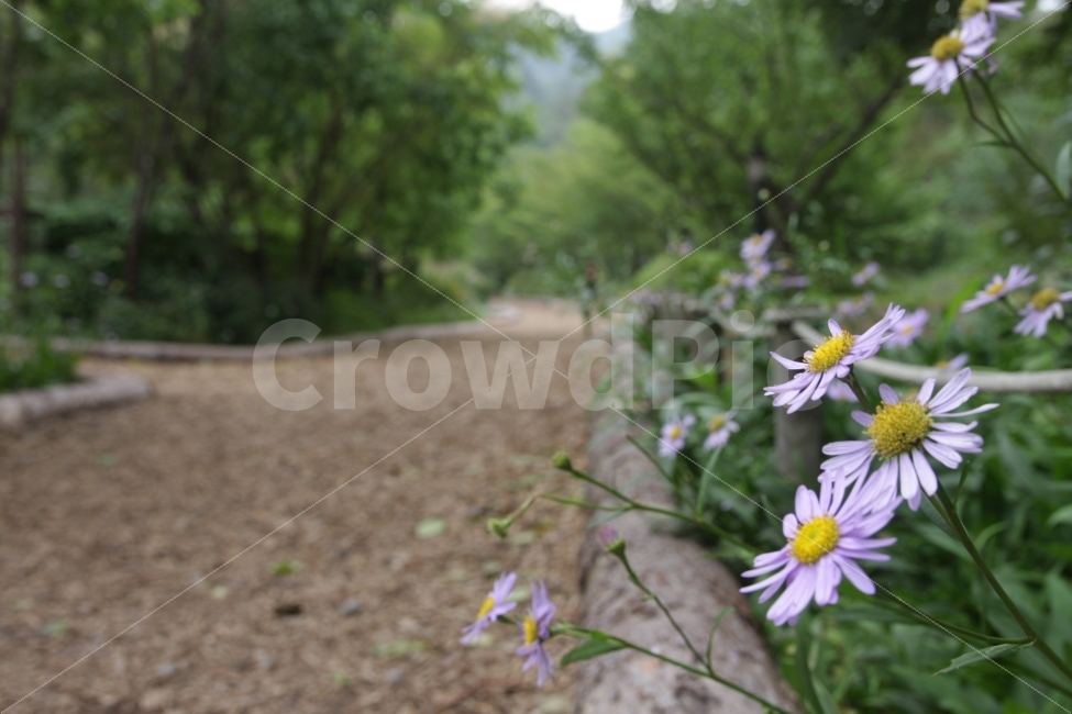 데이지,꽃,길,flower,코스모스,정원,꽃길,가든,식물,식물,자연,plants,nature,꽃,flower