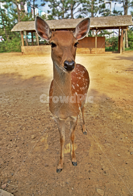 꽃사슴,사슴,동물,반점,월미공원,대륙사슴,매화사슴,포유동물,동물,animal,포유류,mammal