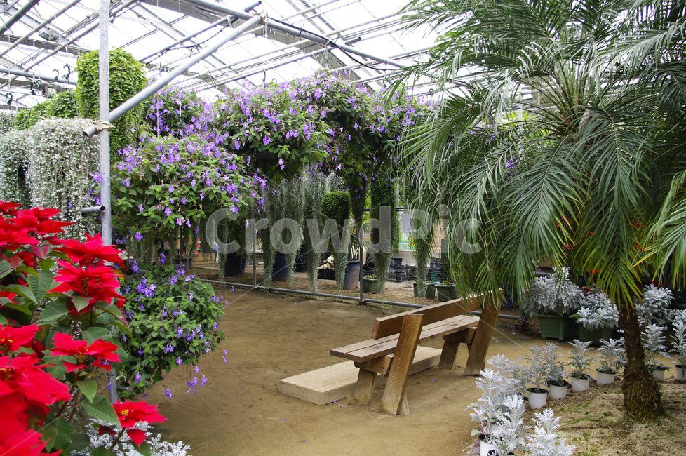 화원,식물원,꽃,식물,flower,plant,자연,풍경,nature,landscape,outdoors,옥외,garden,정원,arbour,정자,bench,벤치