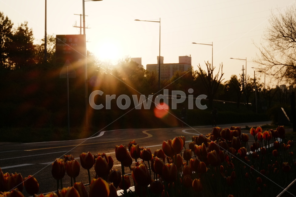 꽃,야경,저녁,도로,공원,빛,길,가로등,주황색,night,dinner,light,road,park,자전거길,bike,orange,나무,한산함,여유로움,flower,도시,풍경,city,landscape,한국도시풍경,한국도시경관,korea cityscape,flare,플레어