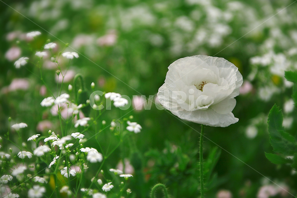 plant,식물,flower,꽃,양귀비꽃,식물,자연,plants,nature,꽃,flower