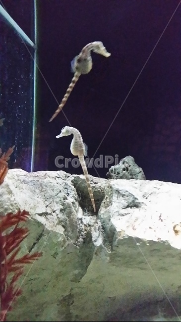 해마,수족관,seahorse,바위,물속