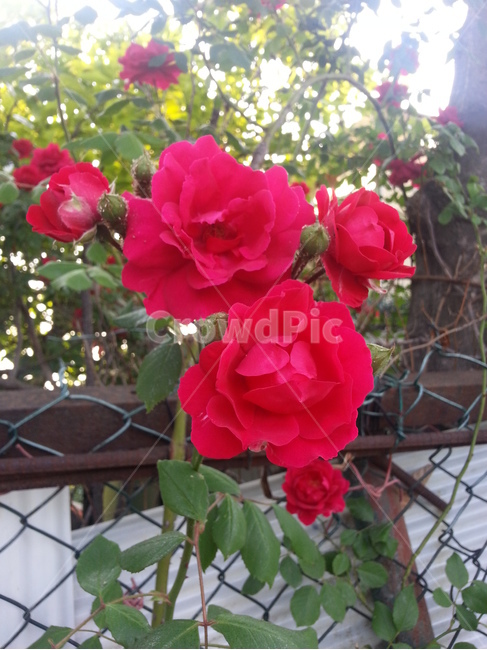 blossom,plant,식물,flower,rose,장미,꽃,식물,자연,plants,nature,꽃,flower