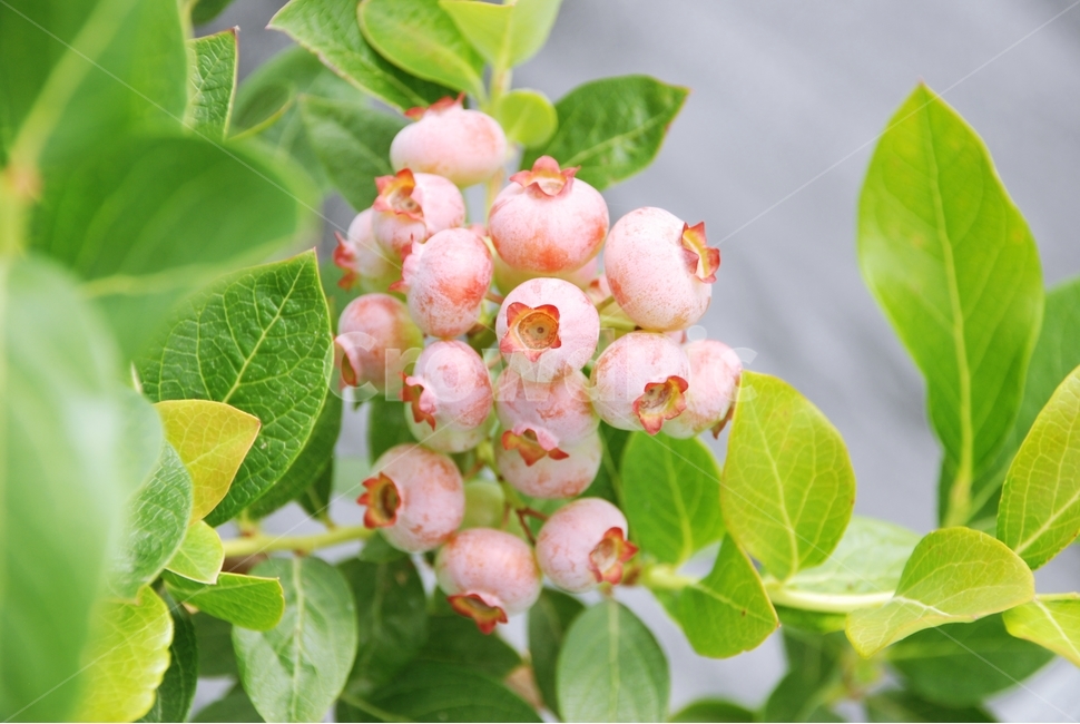 열매,블루베리,식물,자연,농작물,분홍색,식물,자연,plants,nature,과일,열매,fruit,감성,sensible,feeling,색깔,색상,색채,색감,color sense,color sensitivity,feeling of color