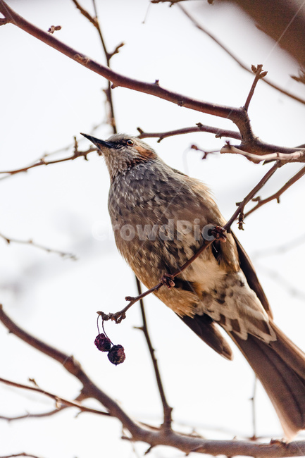 새,부리,조류,야생생물,날개,깃털,동물,animal,조류,새,birds