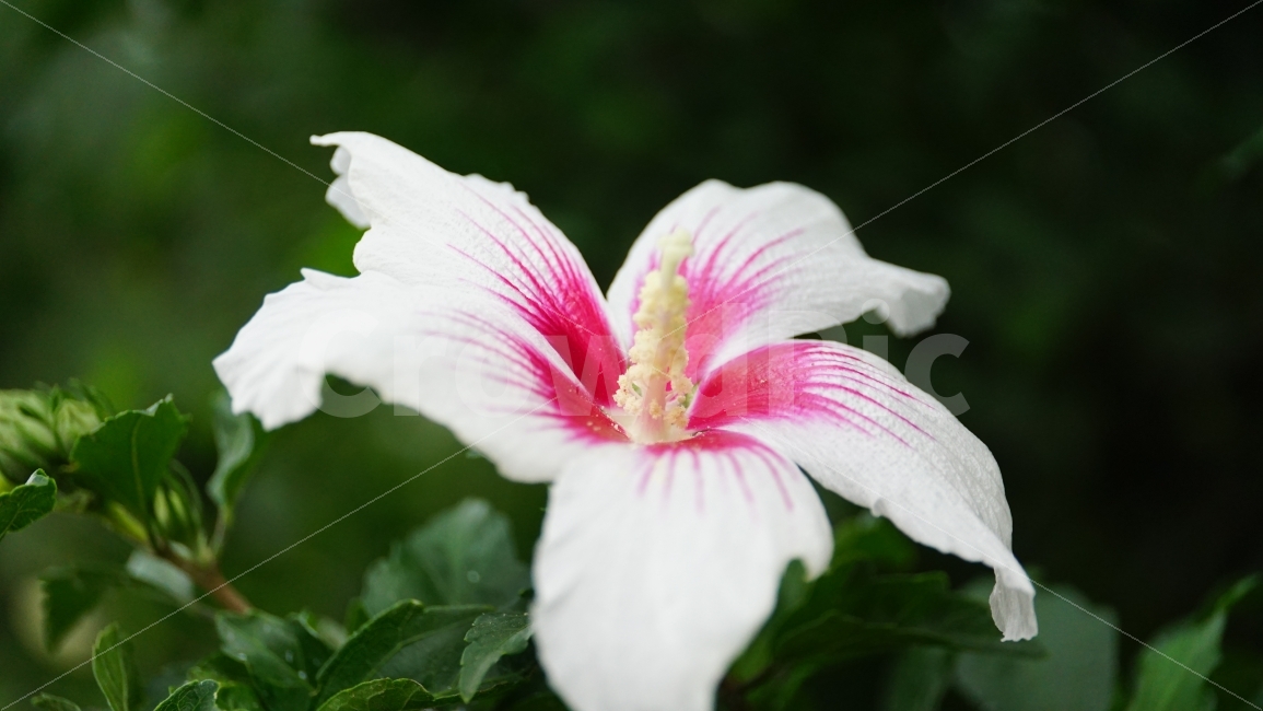 무궁화,꽃,식물,플라워,자연,flower,nature,여름,7월,summer,국화,한국,korea,풍경,landscape,꽃사진,plants,식물,자연,plants,nature,꽃,flower