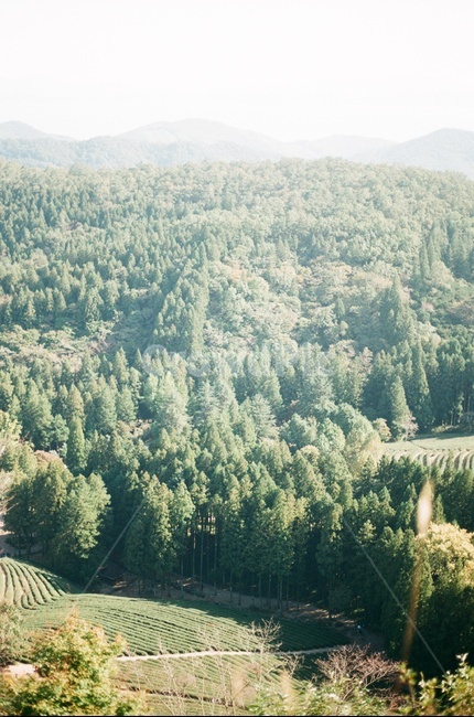 나무,숲,녹차밭,자연,forest,tree