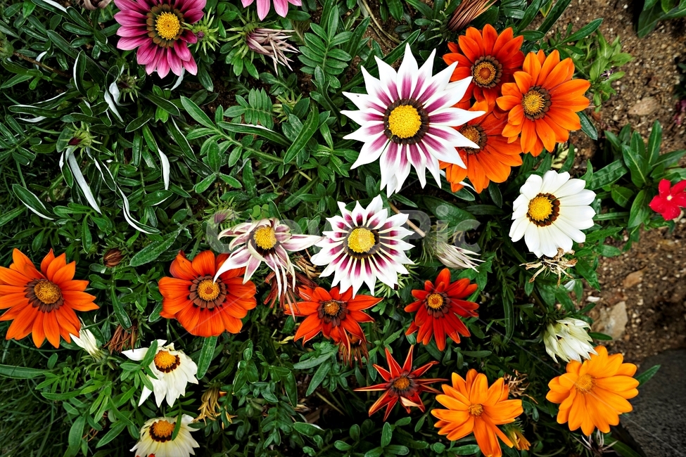 꽃,봄,자연,식물,flower,plant,floral,garden,가자니아,국화과,훈장국화,태양국,원예,gazania,남아프리카원산