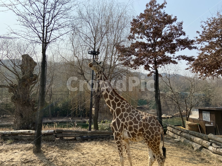 wildlife,기린,야생동물,giraffe,동물,포유류,animal