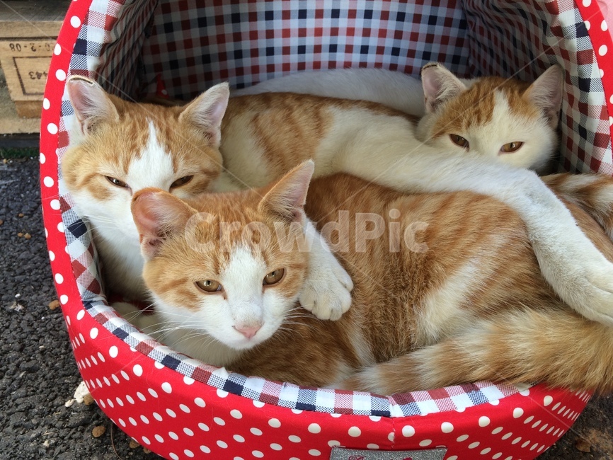 길냥이,고양이,쿠션,가족,땡땡이무늬,치즈,냥이