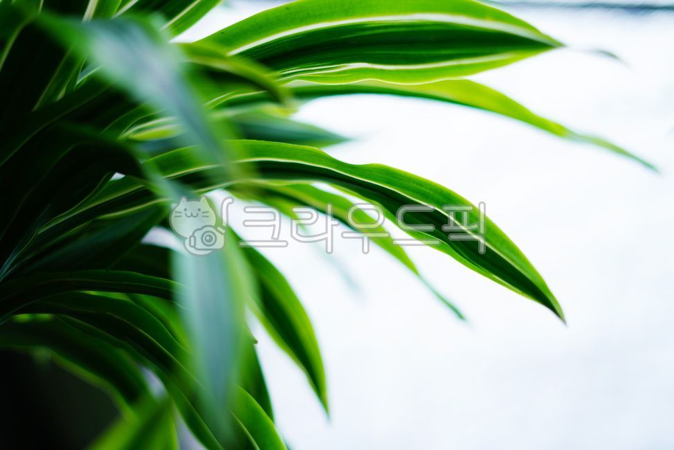식물잎,식물원,관상식물,식물감성,자연감성,식물배경,식물,자연,plants,nature