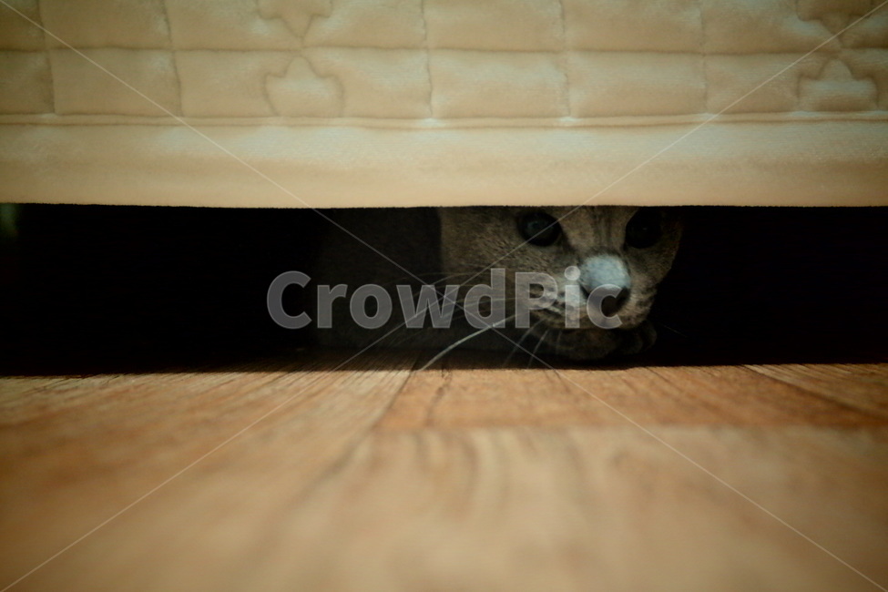 고양이,러시안블루,야옹이,동물,반려동물,애완동물,회색고양이,회색동물,grey,cat,russianblue,동물,animal,포유류,mammal,고양이,cat,kitten,kitty