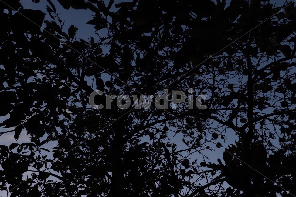 밤하늘,숲속,나무,나무그림자,forest,trees,자연,풍경,nature,landscape,silhouette,실루엣
