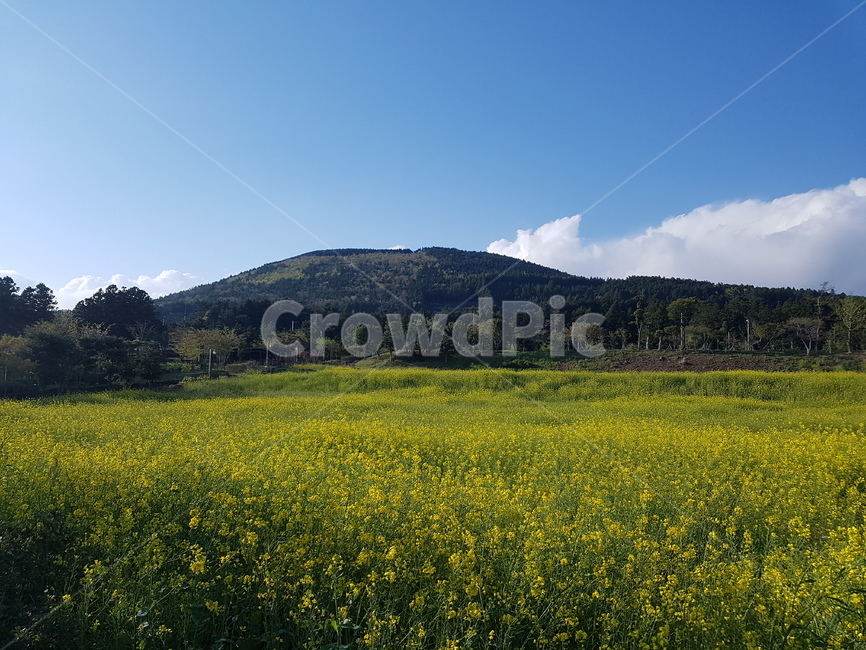 제주,유채꽃,유채꽃밭,제주유채꽃,고근산,제주고근산,산,꽃,하늘,봄,계절,spring,season,자연,풍경,nature,landscape,한국자연풍경,한국자연경관,korea nature landscape,outdoors,옥외,grassland,목초지,field,들