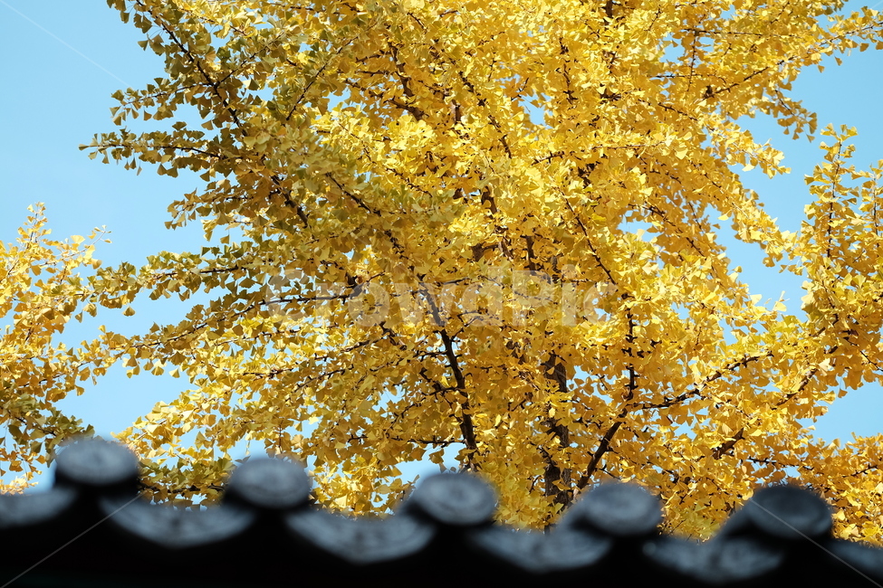 자연,나무,가을,단풍,은행나무,노랑,노란,낙엽,기와,하늘,sky,tree,nature,fall,autumn,blue,yellow,가을,계절,fall,autumn,season,plant,식물