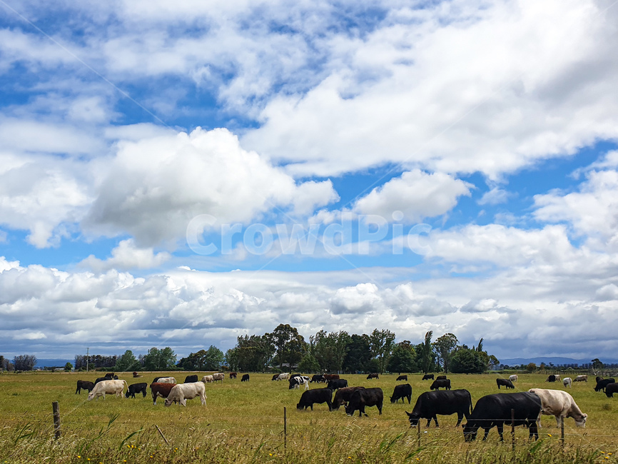grassland,grazing,방목,농장,풍경