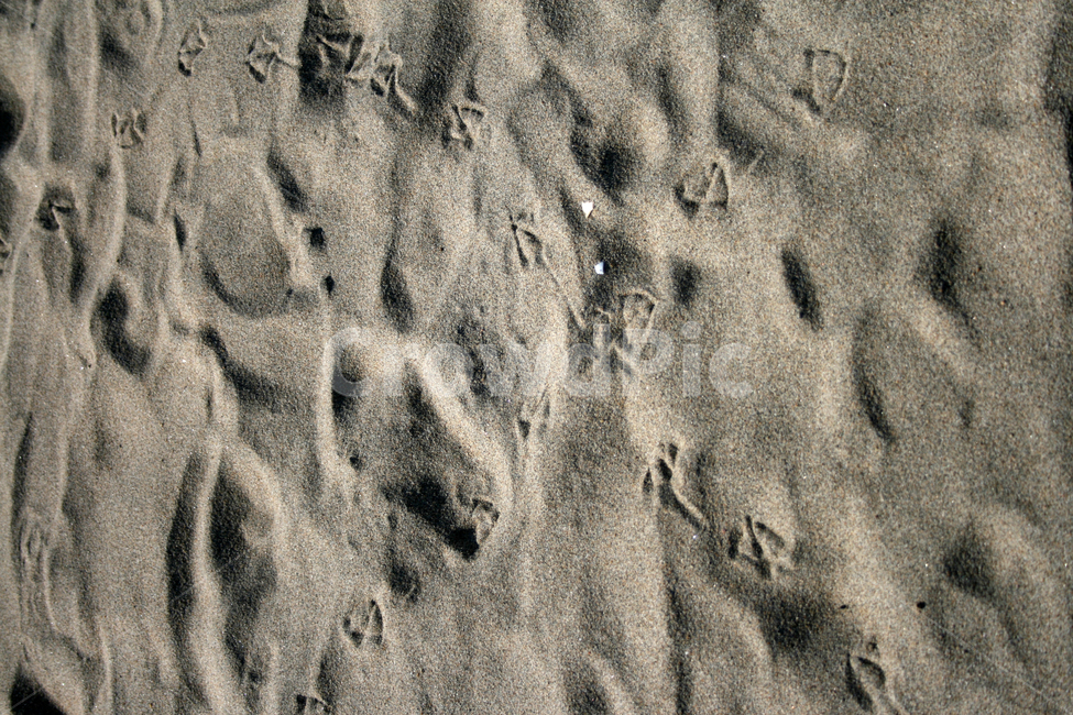 모래,모래사장,발자국,새,해변,해변,바다,beach,sea