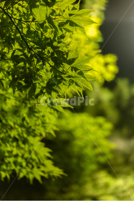 단풍,나무,나뭇잎,감성,감정,leaf,tree,palmatum,maple,실루엣,야간,night,green,패턴,문양,손바닥,식물,자연,plants,nature