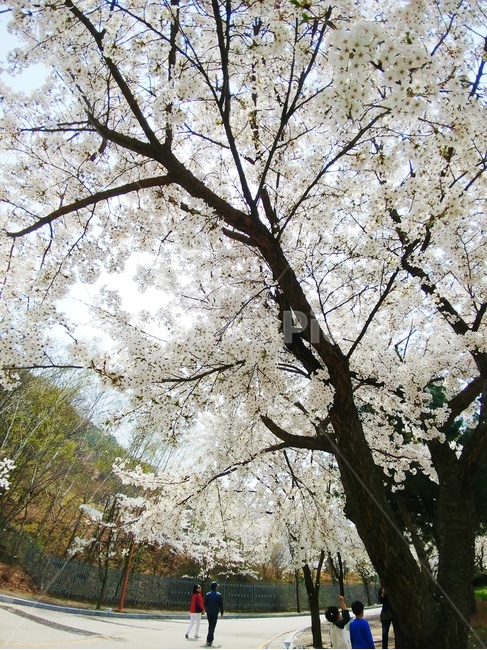 봄,spring,꽃,벚꽃,벚꽃나무,길거리,공원,가로수,봄꽃,blossom,나들이,봄나들이,4월,april