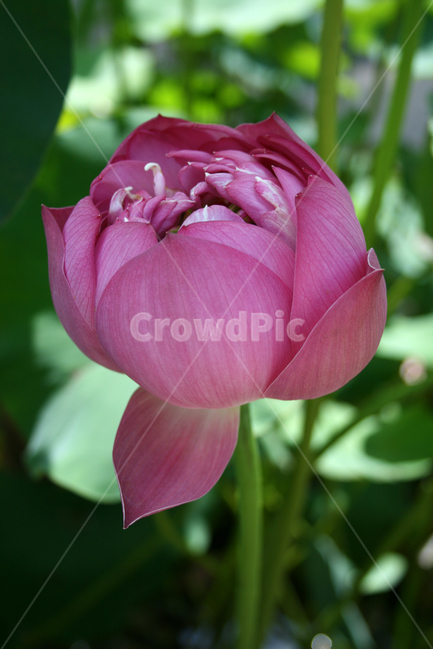 연꽃,연잎,식물,flower,plants,nature,꽃,꽃봉오리,연못,식물,자연,plants,nature,꽃,flower