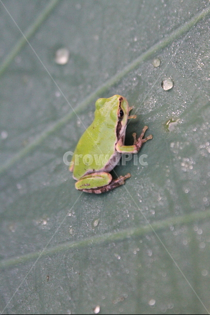 개구리,청개구리,동물,treefrog,greenfrog,동물,animal