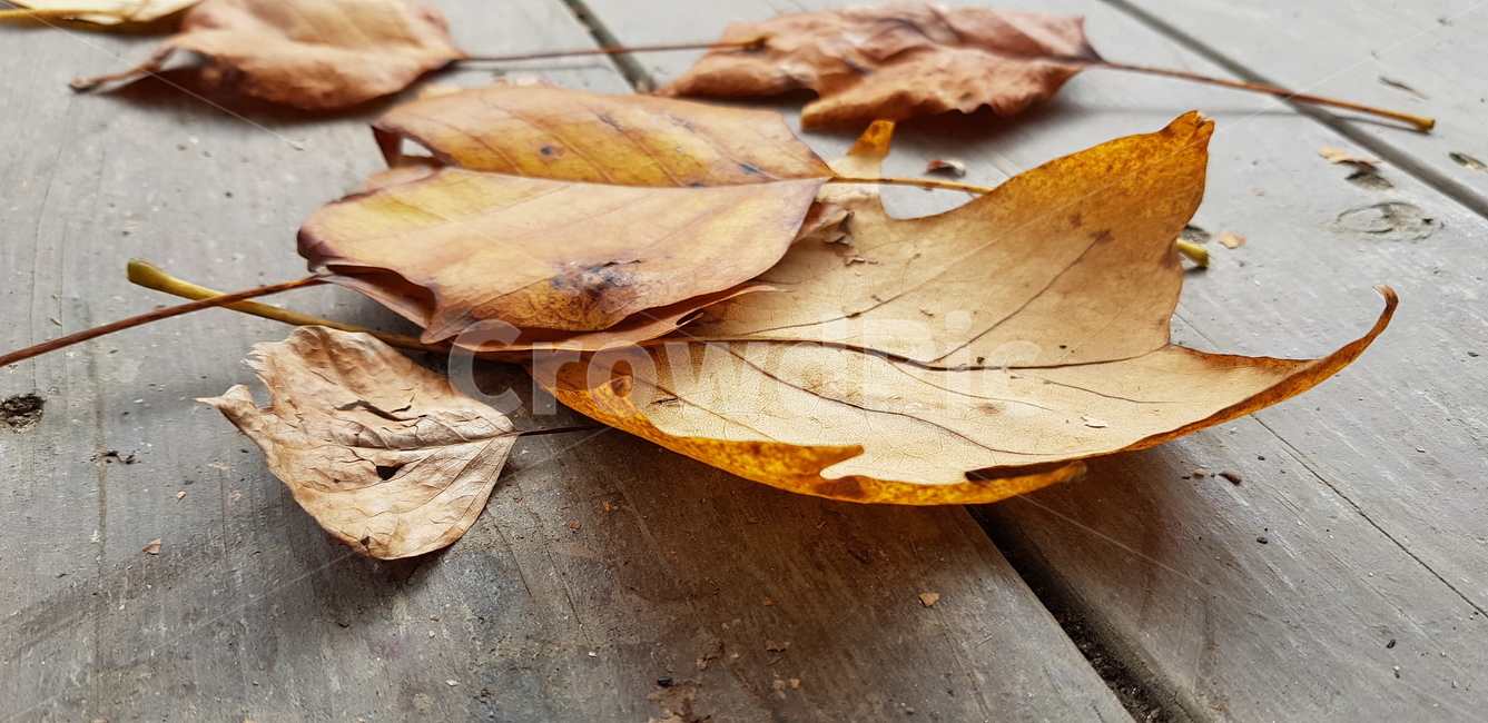 leaf,잎,plant,식물,가을