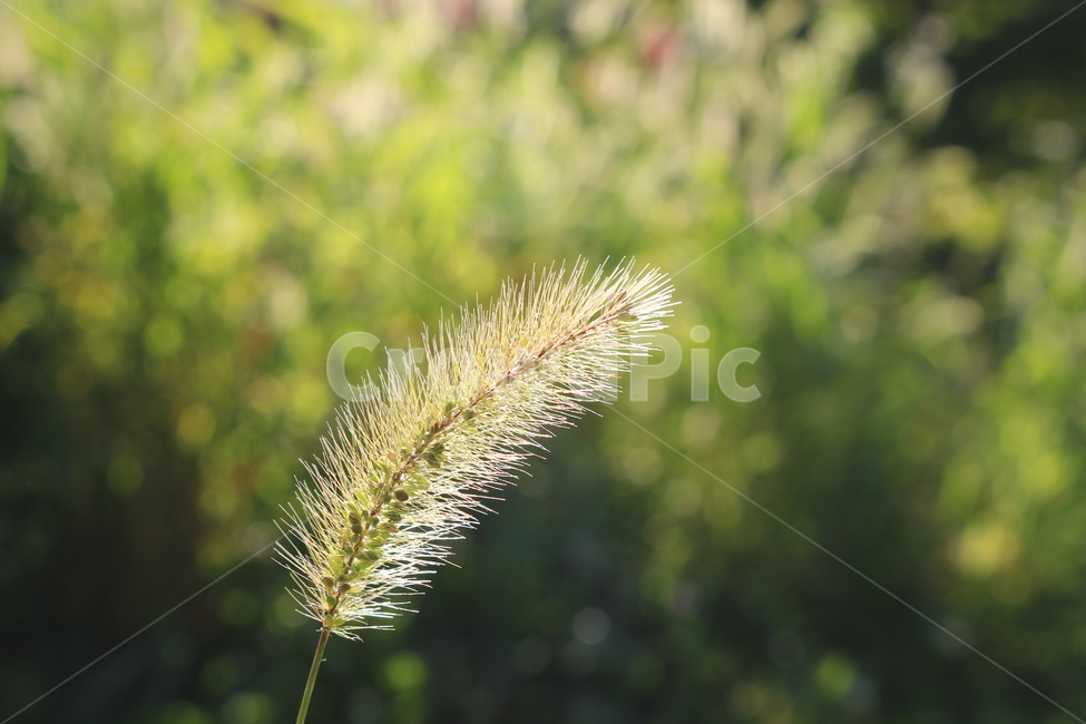 강아지풀,풀,잡초,벼과,식물,자연,구미초,낭미초,개꼬리풀,식물,자연,plants,nature
