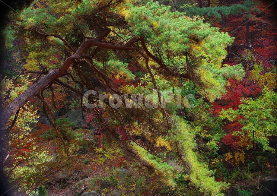 tree,나무,plant,식물,나무줄기,소나무,pinetree,가을,단풍,식물,자연,plants,nature,나무,trees,wood