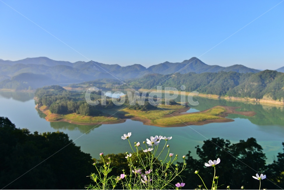 water,물,plant,식물,nature,자연,outdoors,옥외,코스모스,코스모스꽃,임실,국사봉,옥정호,붕어섬,옥정호아침