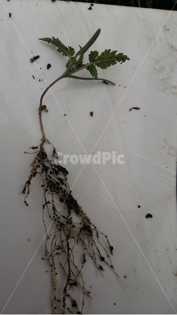 환삼덩굴,환삼덩굴뿌리,뿌리,뿌리길이,위해식물,식물,자연,plants,nature