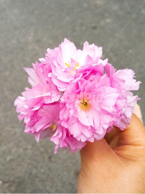 겹벚꽃,왕벚꽃,cherryblossom,봄,spring,벚꽃,flower