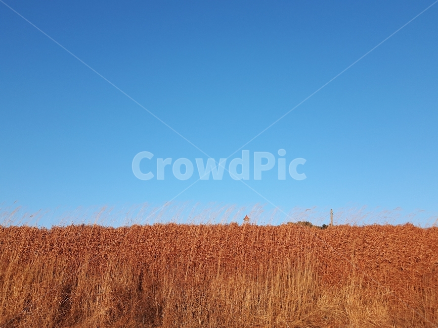 갈대,가을,자연,풍경,bluesky,파란하늘,sentimental,센치,자연,풍경,nature,landscape,plant,식물,food,음식