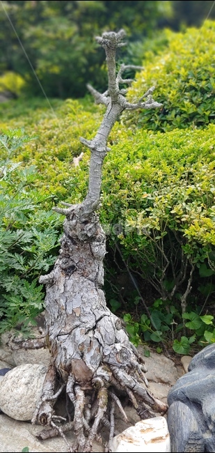 자연,식물,나무,정원,그린,녹색,green,tree,garden,식물,자연,plants,nature