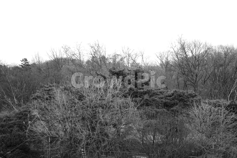 겨울,나무,흑백,빈티지,추상,감성,blackandwhite,cold,plant,nature,자연,자연,풍경,nature,landscape,흑백,모노톤,monochrome,black and white