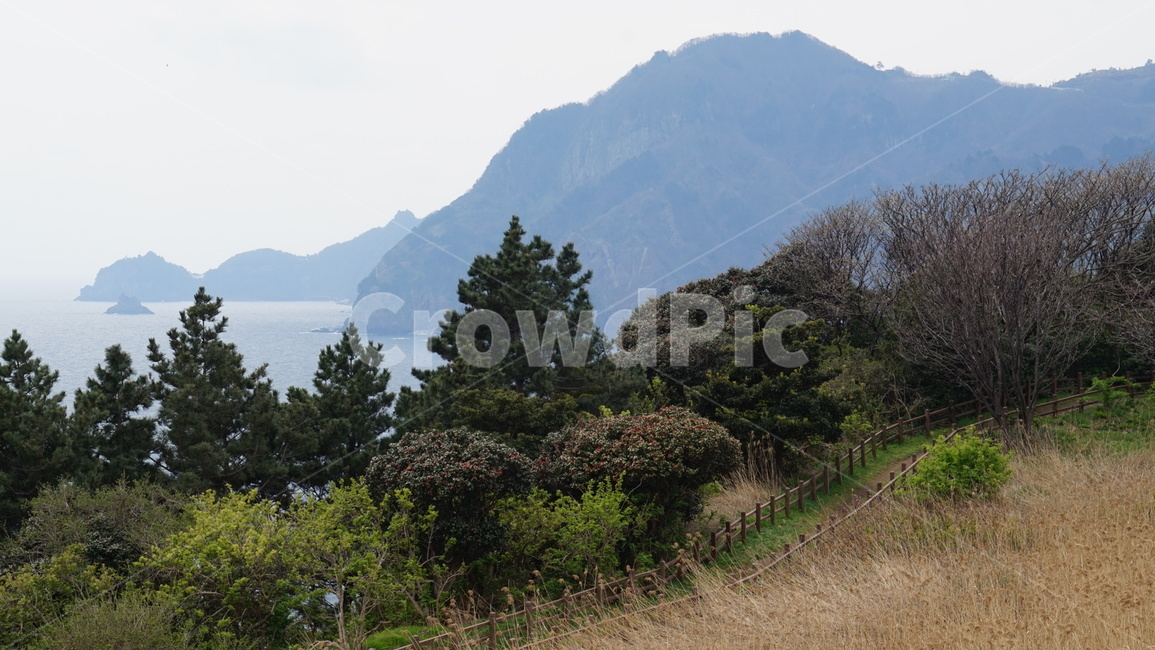갈대,관음도,울릉도,nature,자연,outdoors,옥외,tree,나무,plant,식물,소나무,길,path,감성,자연,풍경,nature,landscape