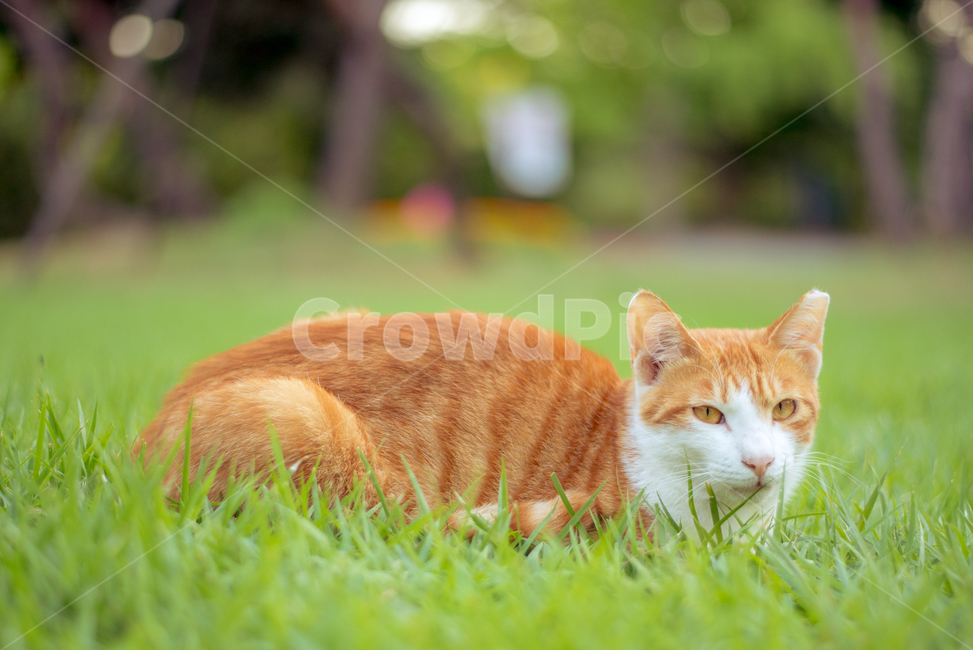 고양이,길냥이,동물,공원,잔디밭,cat,animal,park,동물,animal,포유류,mammal,고양이,cat,kitten,kitty