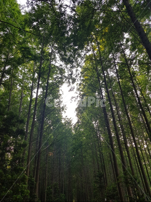 나무,하늘,공기,시원함,영덕