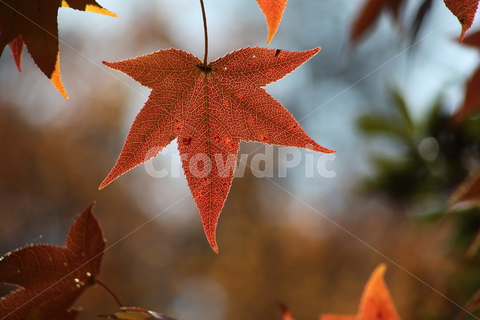 단풍,미국풍나무,가을,liquidambarstyraciflua,sweetgum,가을,계절,fall,autumn,season,leaf,잎,plant,식물,tree,나무,maple