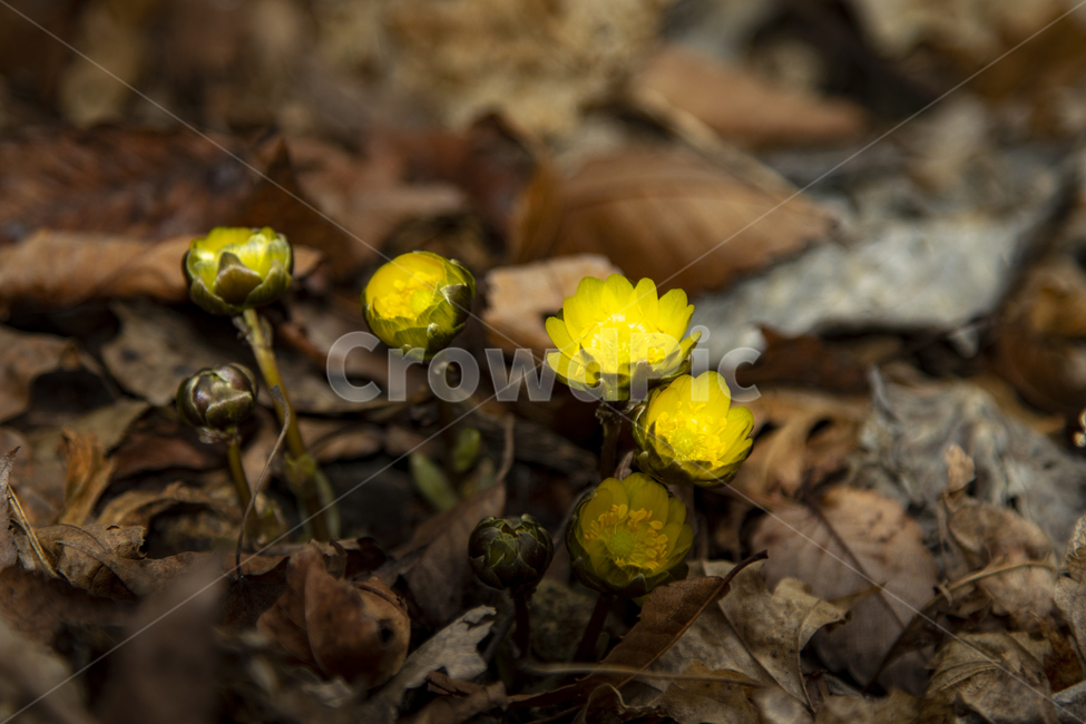 봄,야생화,새싹,복수초,설국화,바람,봄,계절,spring,season,식물,자연,plants,nature,꽃,flower,plant