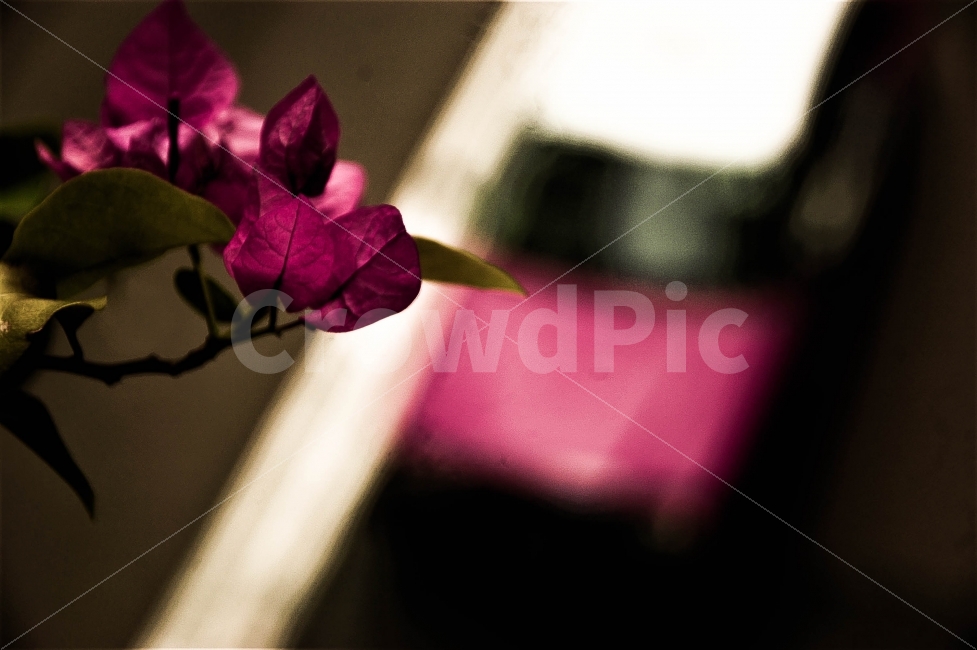 도심의,붉은꽃,과,택시,스냅사진,찰나,식물,자연,plants,nature,꽃,flower,감성,sensible,feeling