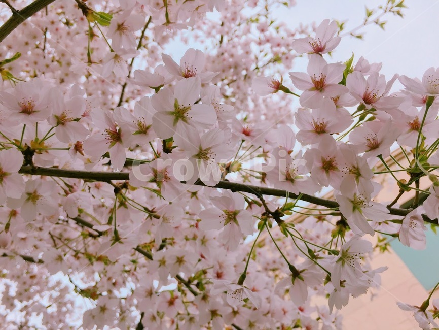 벚꽃,봄,blossom,식물,벚꽃나무,4월,spring,plant