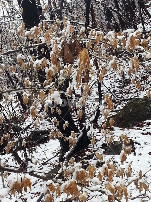 설경,눈,눈꽃,자연,추위,ice,얼음,겨울,계절,winter,season,자연,풍경,nature,landscape