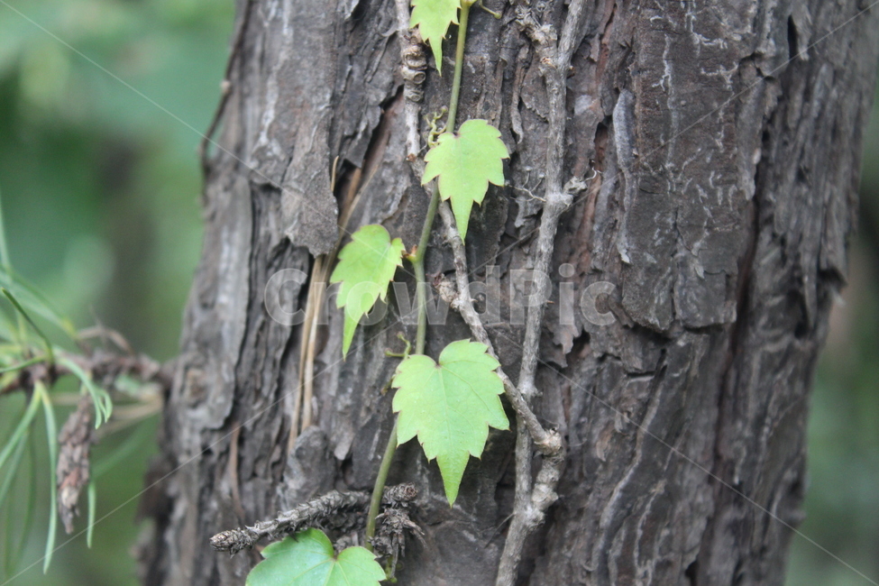 plant,식물,tree,나무,나무줄기,식물,자연,plants,nature,나무,trees,wood