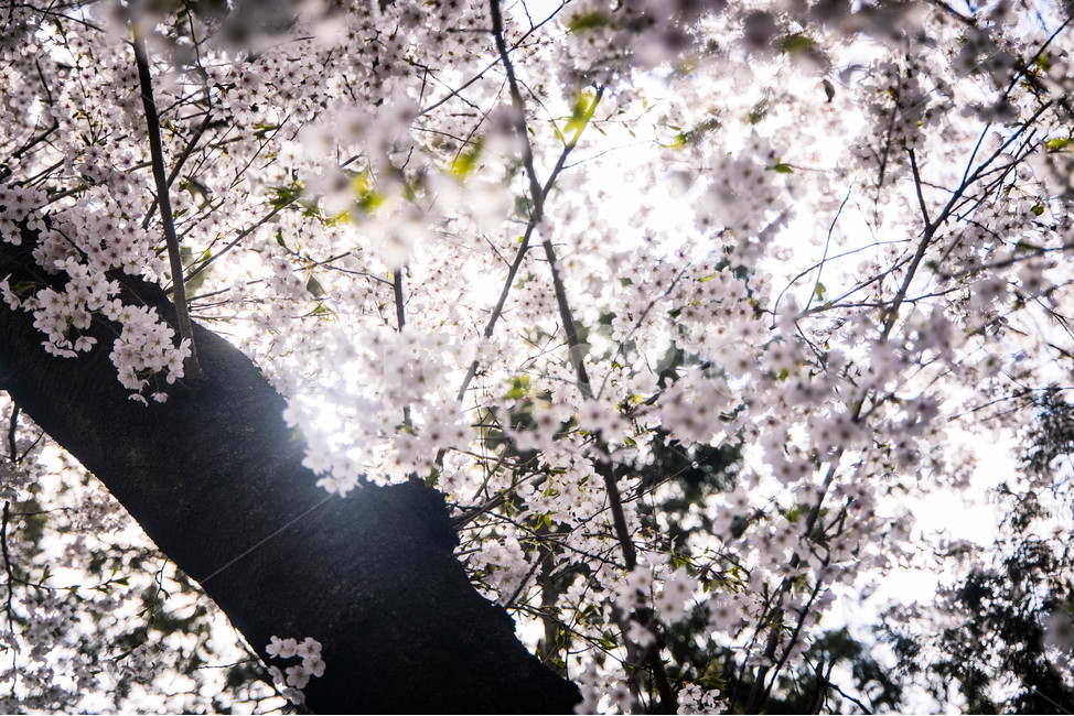 벚꽃,봄,꽃,감성,햇빛,분홍,cherryblossom,spring,flower,봄,계절,spring,season,plant,식물,blossom,cherry blossom